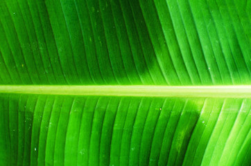 Closeup of banana leaf texture