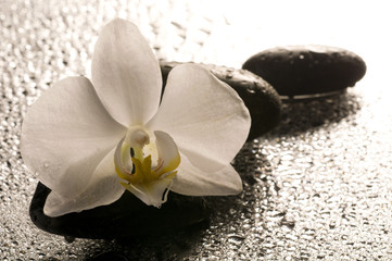 White orchid and stones over wet surface with reflection