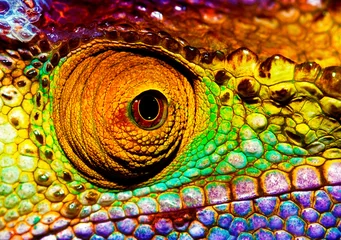 Deurstickers Kameleon reptielen oog