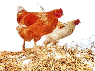 healthy brown chicken farm exempted from