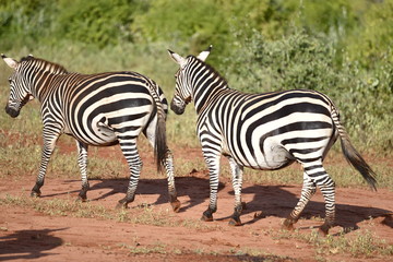 Fototapeta na wymiar Zebre w Africe
