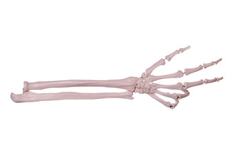 Obraz na płótnie Canvas liczy 3 - dłoń kości