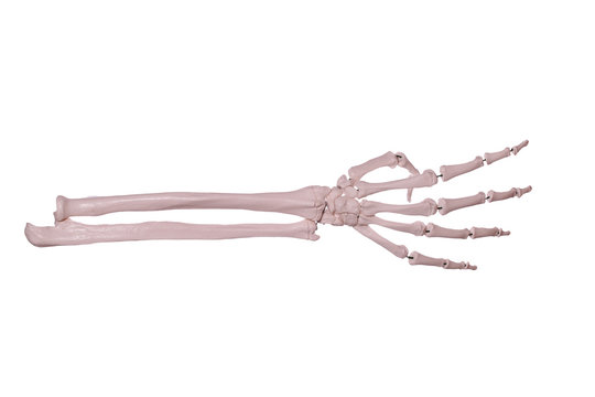 count 4- hand of bones