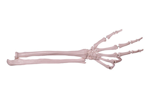 count 3- hand of bones