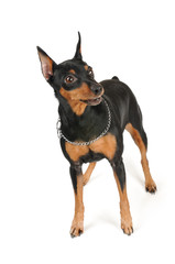 Purebred dog
