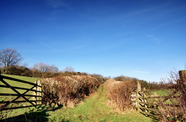 Hedge lined country trackway with gates