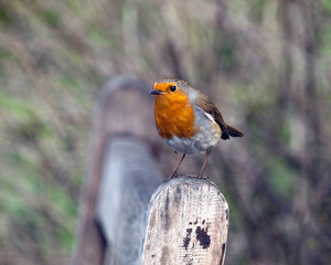 Robin