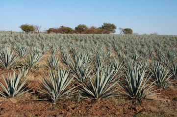 Campo de agave en Tequila, Jalisco (México)