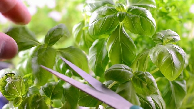 Origanum vulgare, wird geerntet