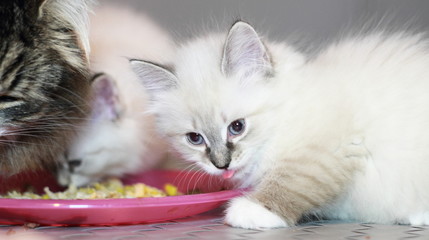 Cuccioli di gatto siberiano mentre mangiano la pappa