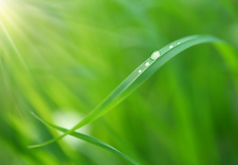 Water drops on the grass blade.