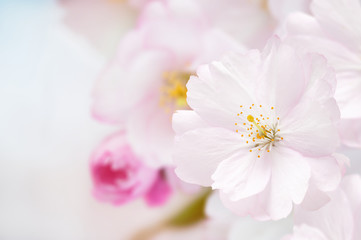 Naklejka na ściany i meble Oddział japońskiej wiśni (Sakura) z różowy kwiat