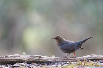 Female common blackbird