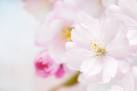 Branch of Japanese cherry (Sakura) with pink blossom
