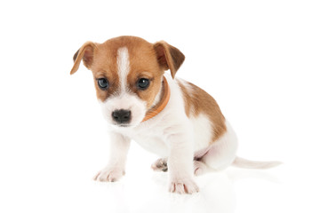 Six weeks old Jack Russel