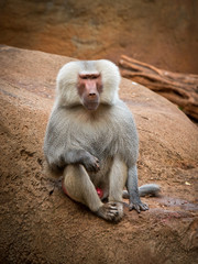 Hamadryas Baboon contemplates life