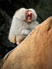 Hamadryas Baboon bares his teeth in a show of power
