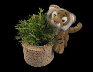 Tiger with plant on black background