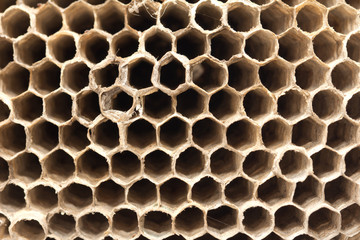 beautiful honeycomb , background