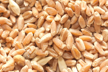 wheat as background. macro