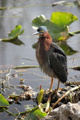 Green Heron at Everglades National Park