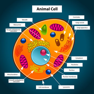 Animal Cell Stock Vector | Adobe Stock