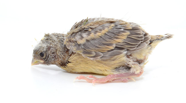 Canario cr&radic;&ne;a