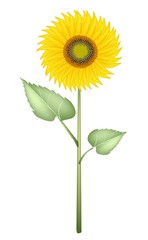 An Elegant Perfect Sunflower on White Background