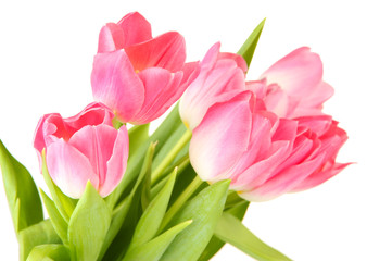 Pink tulips isolated on white