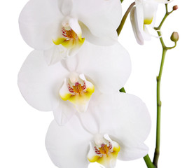 Gentle beautiful orchid isolated on white