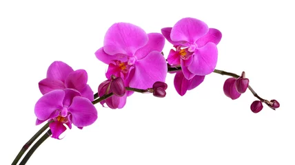 Deurstickers Orchidee Zachte mooie orchidee geïsoleerd op wit