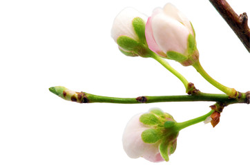 Branch with blossoms. Isolated on white background.
