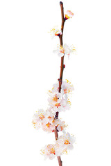 Branch with blossoms. Isolated on white background.