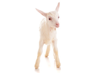 goat , isolated