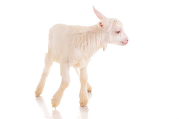 goat , isolated