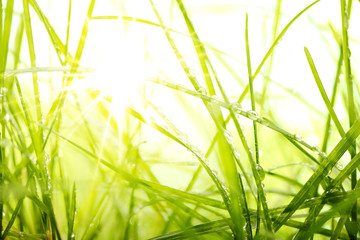 Naklejka premium green summer grass and sunlight