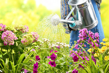 watering flowers in garden - obrazy, fototapety, plakaty