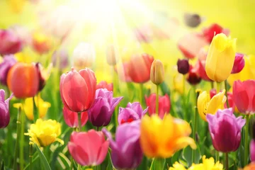 Foto auf Acrylglas Tulpe Frische Tulpen im warmen Sonnenlicht