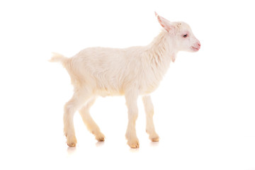 Obraz premium goat , isolated