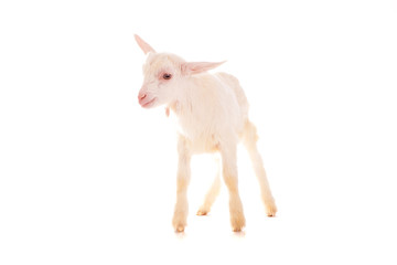 goat , isolated