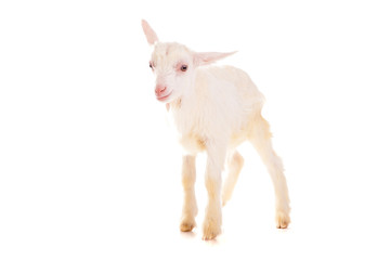 goat , isolated