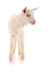goat , isolated