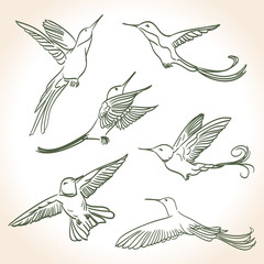 Naklejka premium colibri drawing made in line art style