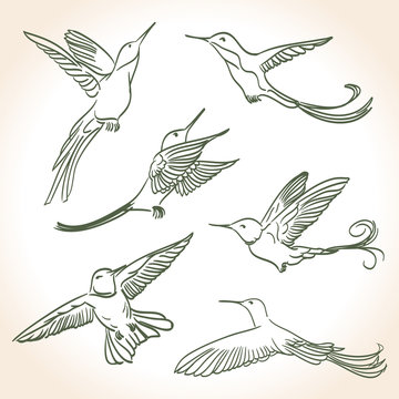 colibri drawing made in line art style