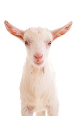Fototapeta premium goat , isolated