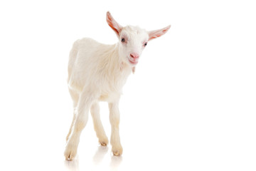 goat , isolated