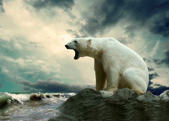 Witte ijsbeerjager op het ijs in waterdruppels.