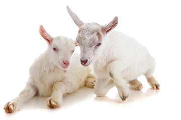 Two kids of a goat, isolated