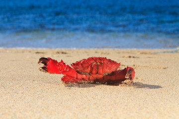 Fototapeta na wymiar Red crab at the beach