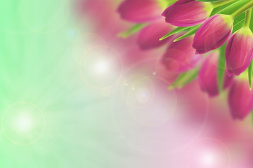 Tulips on the blurred background